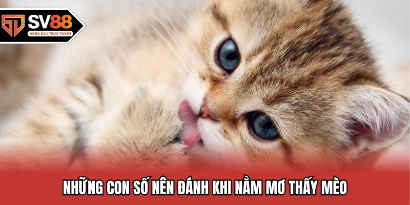 Những con số nên đánh khi nằm mơ thấy mèo